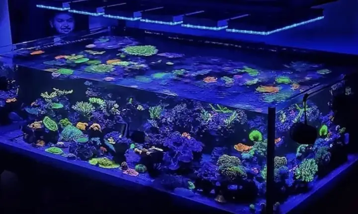 Đèn Led Cho Bể Cá Orphek Atlantik Icon Reef Không Chỉ Làm Cho Bể Của Bạn Trông Đẹp Mà Còn Tự Nó Đẹp.