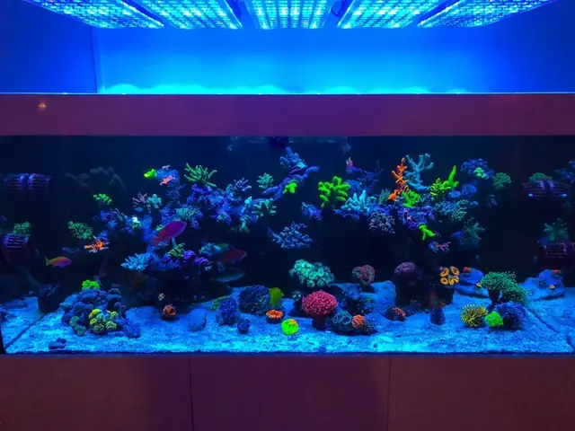 Pop San Hô Tuyệt Vời Dưới Ánh Sáng Led