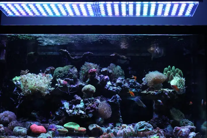 Orphek Atlantik