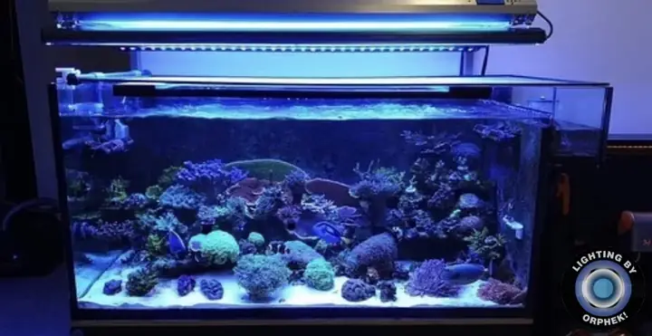 Đèn Led Cho Bể Cá Orphek Atlantik Icon Reef Không Chỉ Làm Cho Bể Của Bạn Trông Đẹp Mà Còn Tự Nó Đẹp.