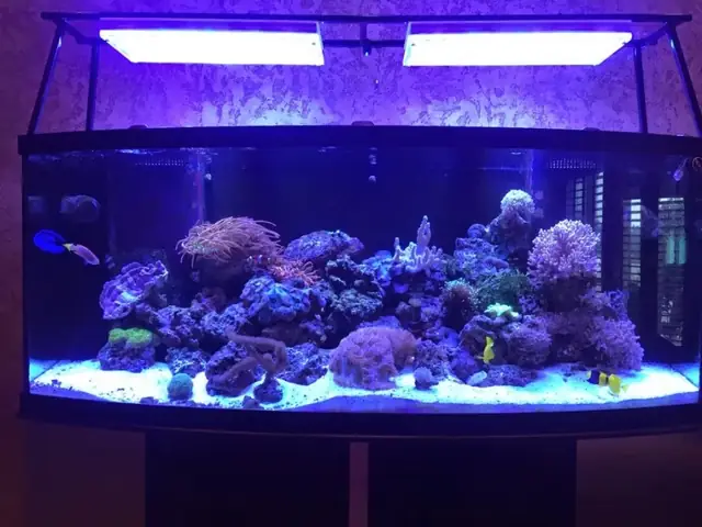 Orphek Atlantik