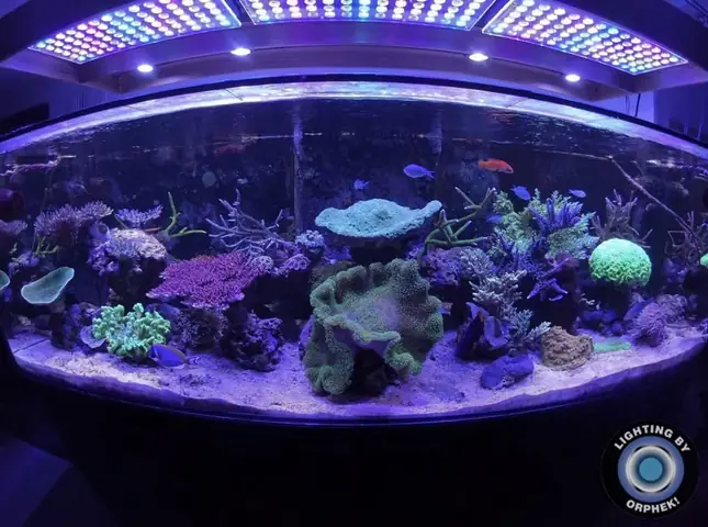 Đèn Led Cho Bể Cá Orphek Atlantik Icon Reef Không Chỉ Làm Cho Bể Của Bạn Trông Đẹp Mà Còn Tự Nó Đẹp.