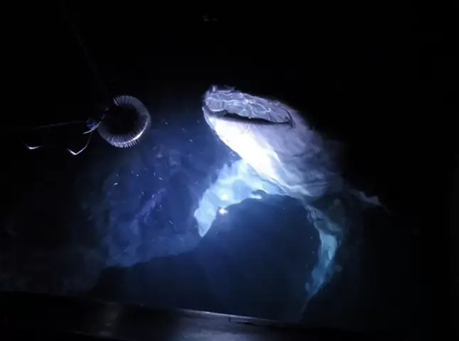 Đèn Led Cho Bể Cá Orphek Atlantik Icon Reef Không Chỉ Làm Cho Bể Của Bạn Trông Đẹp Mà Còn Tự Nó Đẹp.