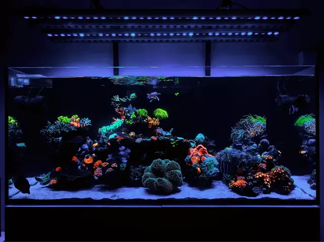 Redsea 350 - Đèn Chiếu Sáng Hồ Cá Rạn San Hô 1 Năm Tuổi Orphek Or3 Led Bar