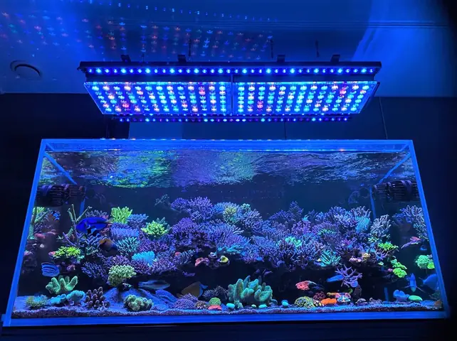 Bể Cá Rạn San Hô Sps Tuyệt Đẹp Với Sự Kết Hợp Của Các Giải Pháp Chiếu Sáng Led Orphek: