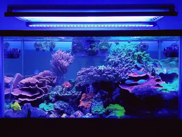 Đèn Led Cho Bể Cá Orphek Atlantik Icon Reef Không Chỉ Làm Cho Bể Của Bạn Trông Đẹp Mà Còn Tự Nó Đẹp.