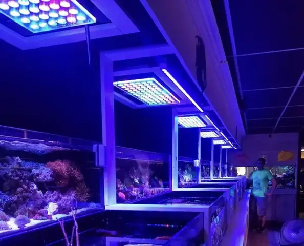 Bố Cục Led Hồ Cá Rạn San Hô Tuyệt Vời Của Orphek