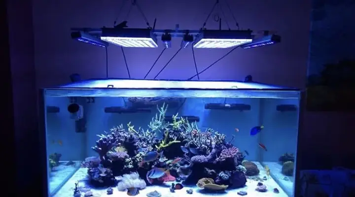Đèn Led Cho Bể Cá Orphek Atlantik Icon Reef Không Chỉ Làm Cho Bể Của Bạn Trông Đẹp Mà Còn Tự Nó Đẹp.