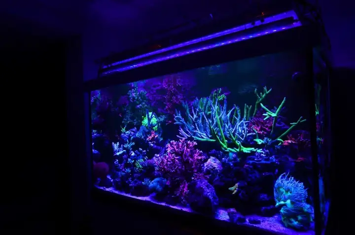 Đèn Led Cho Bể Cá Orphek Atlantik Icon Reef Không Chỉ Làm Cho Bể Của Bạn Trông Đẹp Mà Còn Tự Nó Đẹp.