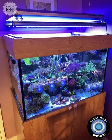Đèn Led Cho Bể Cá Orphek Atlantik Icon Reef Không Chỉ Làm Cho Bể Của Bạn Trông Đẹp Mà Còn Tự Nó Đẹp.