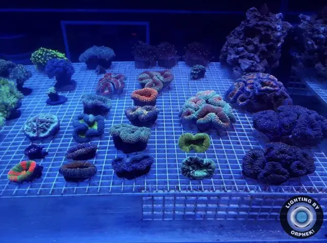 Đèn Led Cho Bể Cá Orphek Atlantik Icon Reef Không Chỉ Làm Cho Bể Của Bạn Trông Đẹp Mà Còn Tự Nó Đẹp.