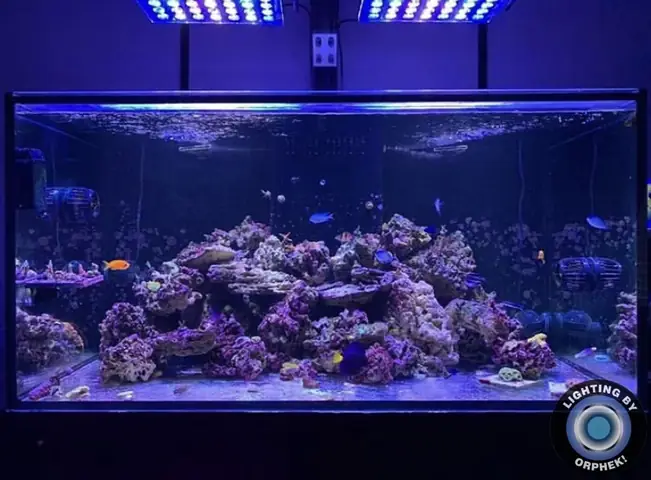 Đèn Led Cho Bể Cá Orphek Atlantik Icon Reef Không Chỉ Làm Cho Bể Của Bạn Trông Đẹp Mà Còn Tự Nó Đẹp.
