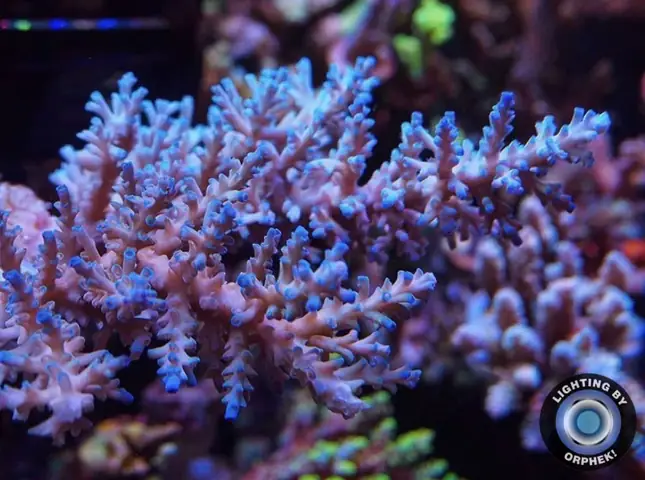 Đèn Led Cho Bể Cá Orphek Atlantik Icon Reef Không Chỉ Làm Cho Bể Của Bạn Trông Đẹp Mà Còn Tự Nó Đẹp.