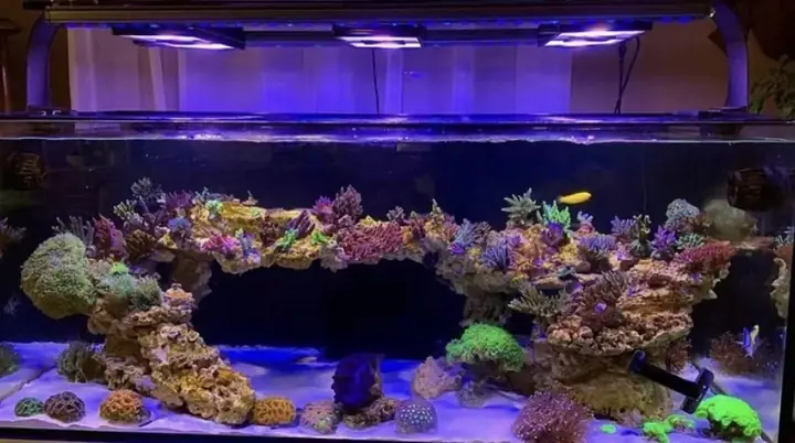 Đèn Led Cho Bể Cá Orphek Atlantik Icon Reef Không Chỉ Làm Cho Bể Của Bạn Trông Đẹp Mà Còn Tự Nó Đẹp.