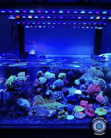 Đèn Led Cho Bể Cá Orphek Atlantik Icon Reef Không Chỉ Làm Cho Bể Của Bạn Trông Đẹp Mà Còn Tự Nó Đẹp.