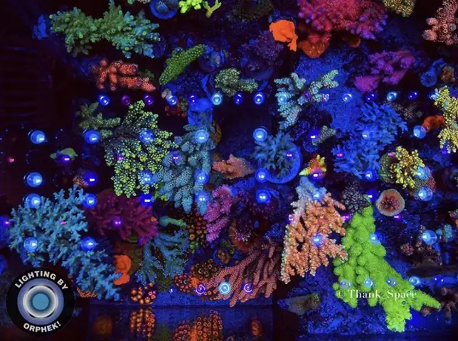 Đèn Led Cho Bể Cá Orphek Atlantik Icon Reef Không Chỉ Làm Cho Bể Của Bạn Trông Đẹp Mà Còn Tự Nó Đẹp.