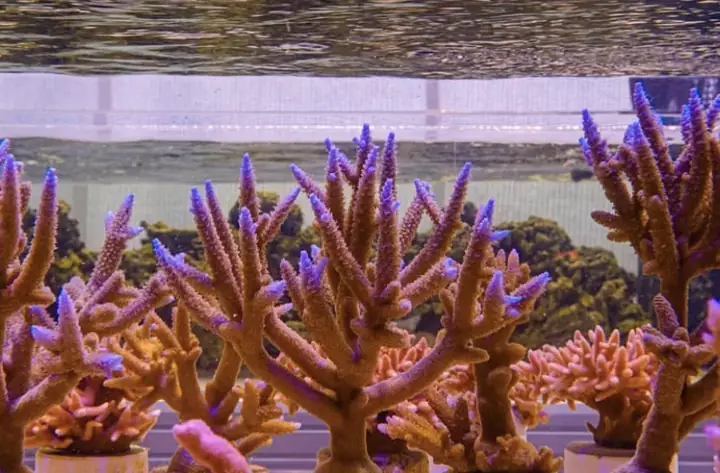 Đèn Led Cho Bể Cá Orphek Atlantik Icon Reef Không Chỉ Làm Cho Bể Của Bạn Trông Đẹp Mà Còn Tự Nó Đẹp.