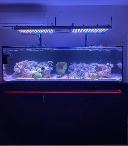 Bố Cục Led Hồ Cá Rạn San Hô Tuyệt Vời Của Orphek
