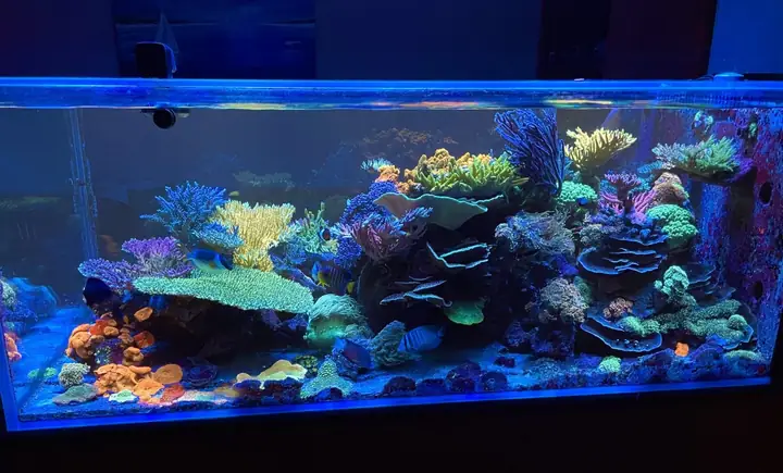 Một Gia Đình Kỳ Diệu: Thuộc Về Brad, Maryann Và Cory Blakenship, Một Gia Đình Có Sở Thích Đam Mê Đến Từ Ohio, Hoa Kỳ.