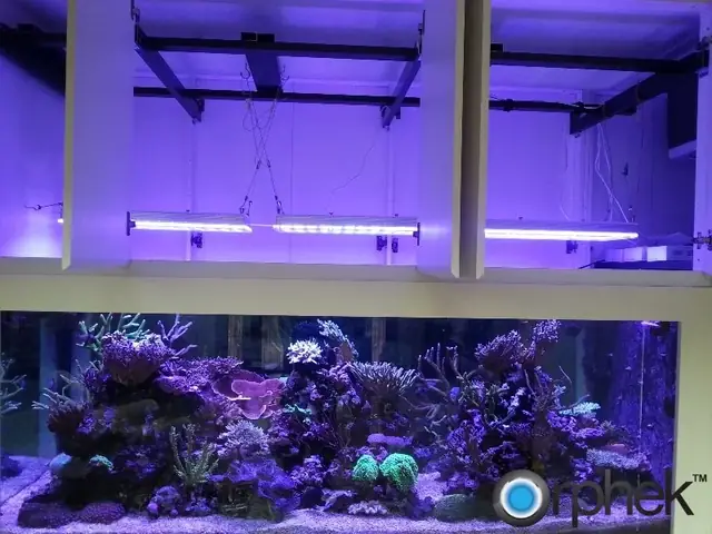 Orphek Atlantik