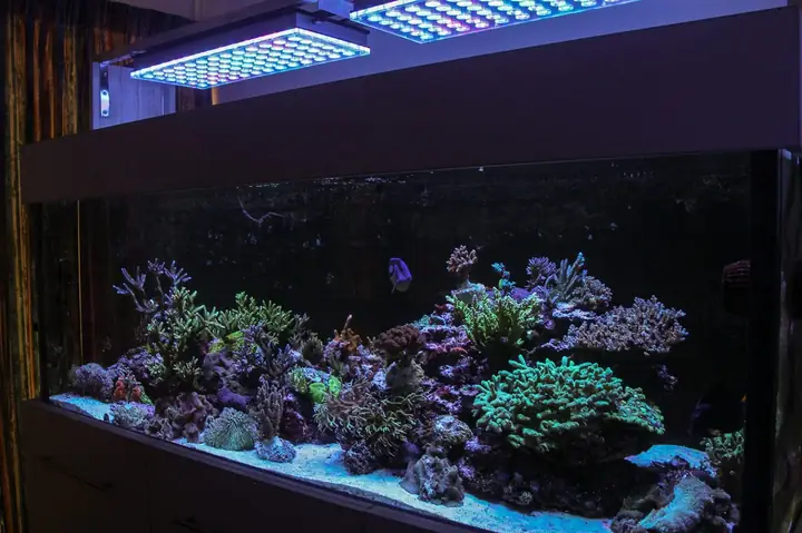 Orphek Atlantik