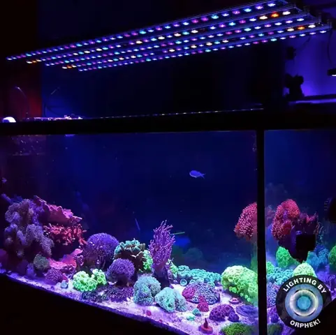 Đèn Led Cho Bể Cá Orphek Atlantik Icon Reef Không Chỉ Làm Cho Bể Của Bạn Trông Đẹp Mà Còn Tự Nó Đẹp.