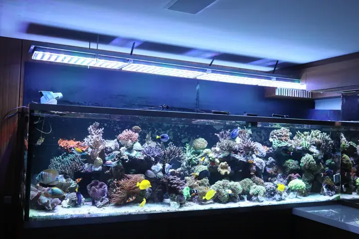 Orphek Atlantik
