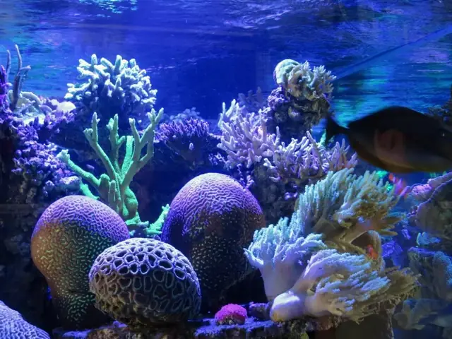 Dự Án Đan Mạch Blue Planet Aquarium Công