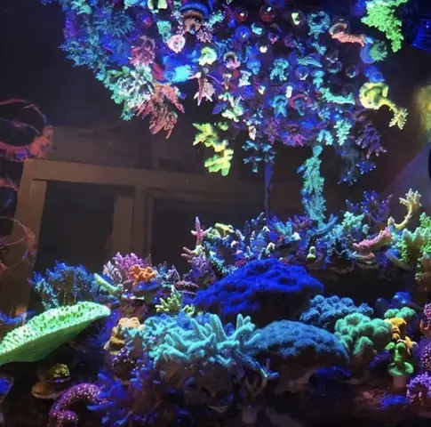 Đèn Led Cho Bể Cá Orphek Atlantik Icon Reef Không Chỉ Làm Cho Bể Của Bạn Trông Đẹp Mà Còn Tự Nó Đẹp.