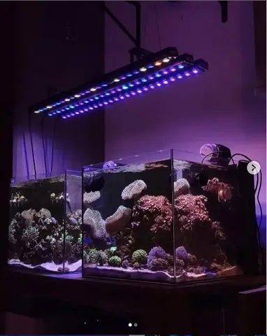 Bố Cục Led Hồ Cá Rạn San Hô Tuyệt Vời Của Orphek