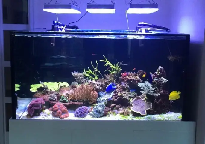 Orphek Atlantik