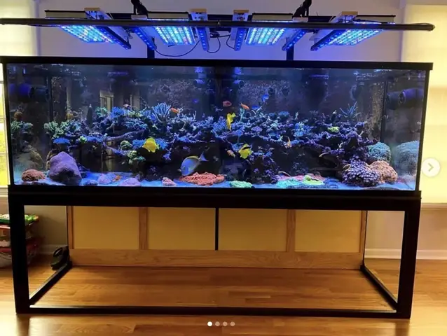 Bố Cục Led Hồ Cá Rạn San Hô Tuyệt Vời Của Orphek
