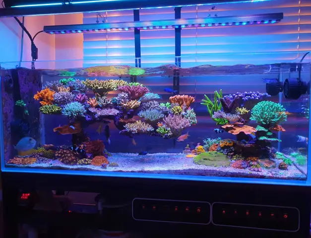 Bể Cá Rạn San Hô 110 Gallon Sps Được Chiếu Sáng Bởi Atlantik V4 Và Or3 Blue Plus.