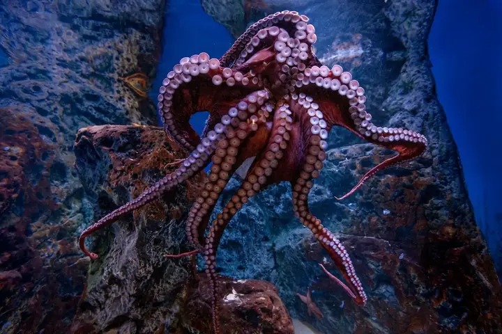 Dự Án Đan Mạch Blue Planet Aquarium Công