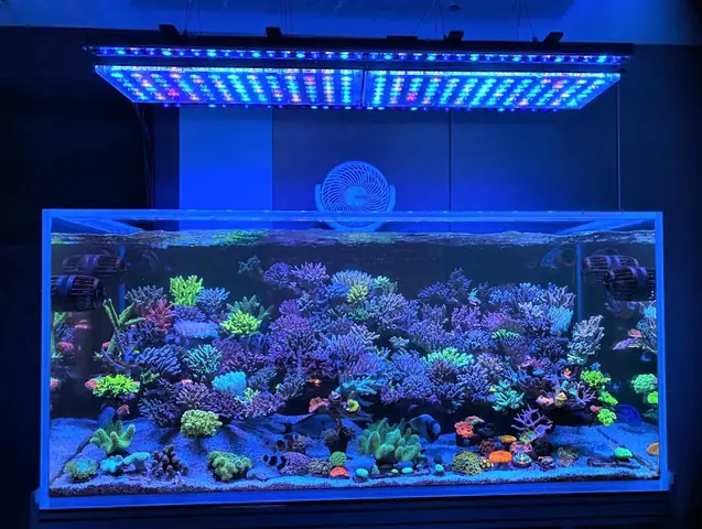 Bể Cá Rạn San Hô Sps Tuyệt Đẹp Với Sự Kết Hợp Của Các Giải Pháp Chiếu Sáng Led Orphek: