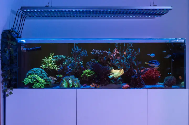 Đèn Led Bể Cá Orphek Or4 Icon Reef