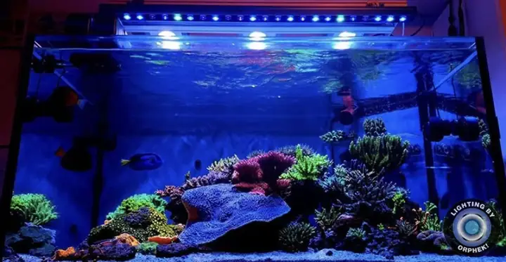 Đèn Led Cho Bể Cá Orphek Atlantik Icon Reef Không Chỉ Làm Cho Bể Của Bạn Trông Đẹp Mà Còn Tự Nó Đẹp.
