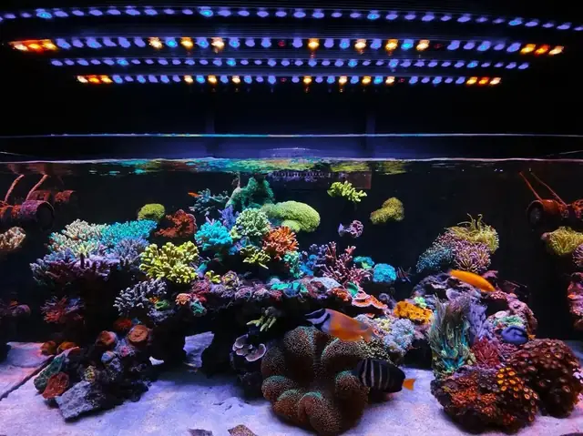 Redsea 350 - Đèn Chiếu Sáng Hồ Cá Rạn San Hô 1 Năm Tuổi Orphek Or3 Led Bar
