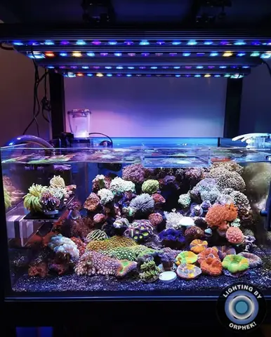 Đèn Led Cho Bể Cá Orphek Atlantik Icon Reef Không Chỉ Làm Cho Bể Của Bạn Trông Đẹp Mà Còn Tự Nó Đẹp.