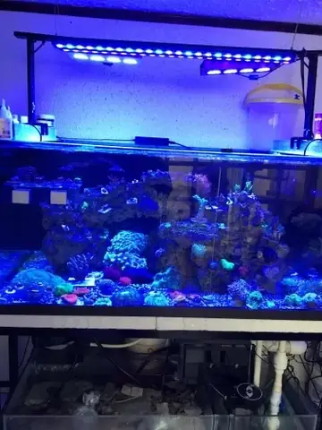 Đèn Led Cho Bể Cá Orphek Atlantik Icon Reef Không Chỉ Làm Cho Bể Của Bạn Trông Đẹp Mà Còn Tự Nó Đẹp.