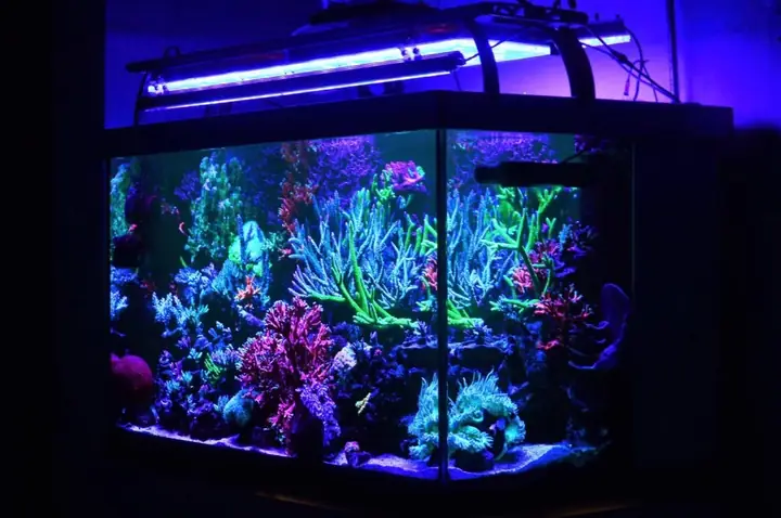 Đèn Led Cho Bể Cá Orphek Atlantik Icon Reef Không Chỉ Làm Cho Bể Của Bạn Trông Đẹp Mà Còn Tự Nó Đẹp.