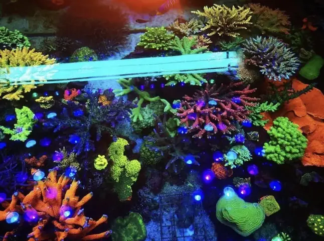 Đèn Led Cho Bể Cá Orphek Atlantik Icon Reef Không Chỉ Làm Cho Bể Của Bạn Trông Đẹp Mà Còn Tự Nó Đẹp.