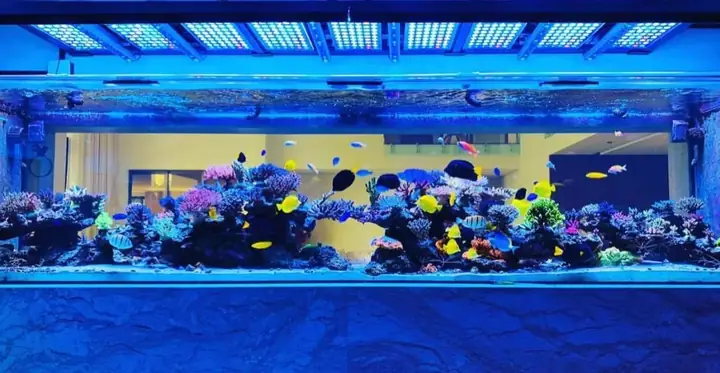 Bố Cục Led Hồ Cá Rạn San Hô Tuyệt Vời Của Orphek