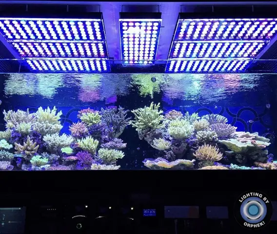 Đèn Led Cho Bể Cá Orphek Atlantik Icon Reef Không Chỉ Làm Cho Bể Của Bạn Trông Đẹp Mà Còn Tự Nó Đẹp.