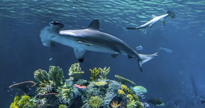 Dự Án Đan Mạch Blue Planet Aquarium Công