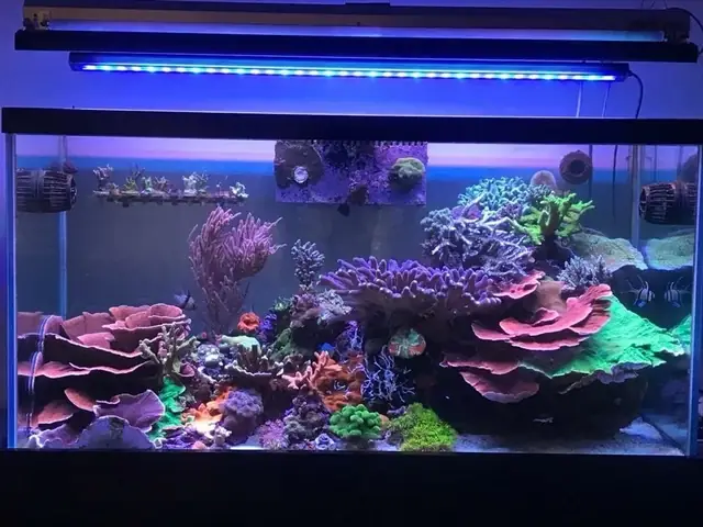 Đèn Led Cho Bể Cá Orphek Atlantik Icon Reef Không Chỉ Làm Cho Bể Của Bạn Trông Đẹp Mà Còn Tự Nó Đẹp.