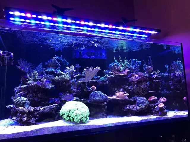 Đèn Led Cho Bể Cá Orphek Atlantik Icon Reef Không Chỉ Làm Cho Bể Của Bạn Trông Đẹp Mà Còn Tự Nó Đẹp.