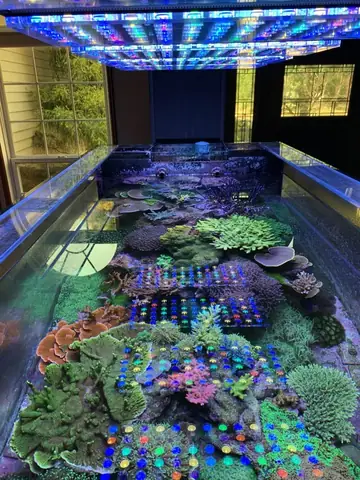 Thủy Cung Rạn San Hô 400gallon Được Chiếu Sáng Bởi 5 Chiếc Orphek Atlantik V4