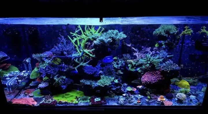 Đèn Led Cho Bể Cá Orphek Atlantik Icon Reef Không Chỉ Làm Cho Bể Của Bạn Trông Đẹp Mà Còn Tự Nó Đẹp.