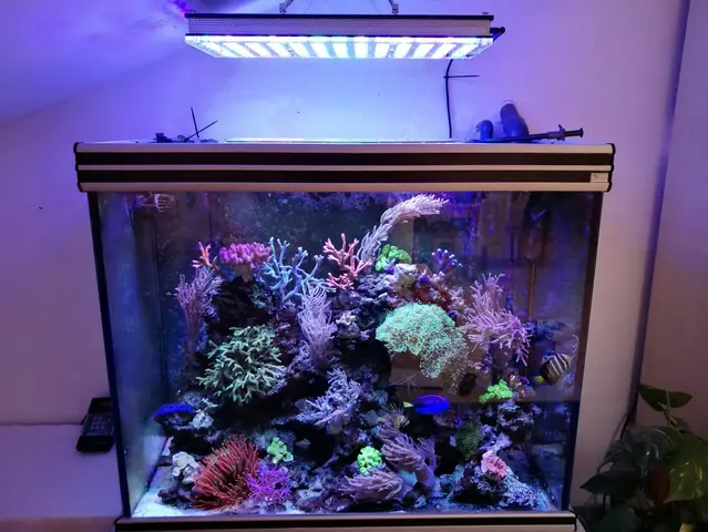 Đẹp San Hô Hiển Thị Từ Đức Dưới Atlantik V4 Led Chiếu Sáng